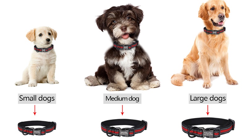 Размер ошейника для собак — таблица по породам, как выбрать ошейник по  размеру, как определить какой нужен