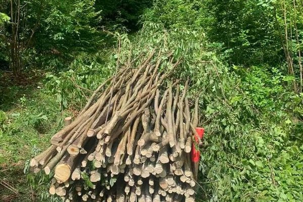 Днями лісівники ДП «Хустське ЛДГ» провели рубки догляду за лісом
