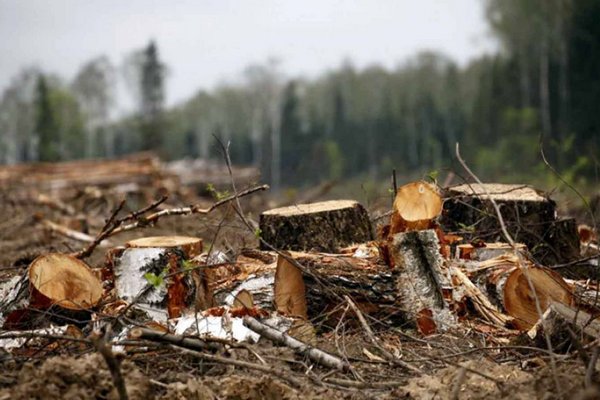 Лісогосподарське підприємство на Хустщині відшкодує збитки, завдані незаконною порубкою дерев