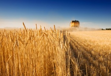 Україна знизила експорт зерна на понад третину 