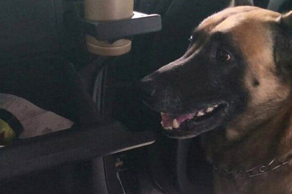 Службовий пес закарпатських митників допоміг знайти канабіс у автомобілі іноземця