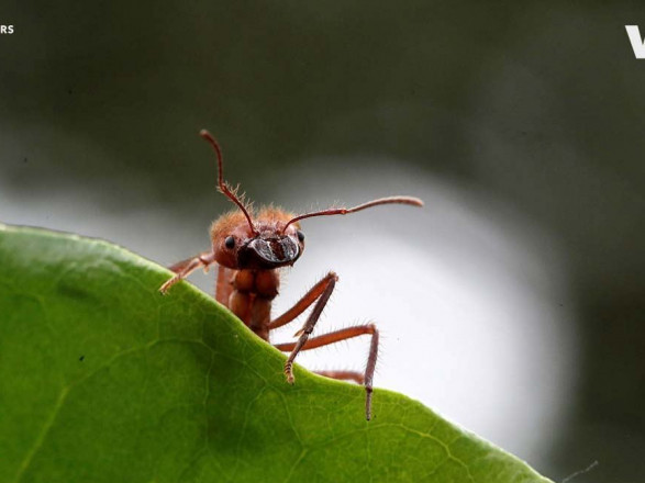 Ученые хотят научить муравьев выявлять у людей онкологию
