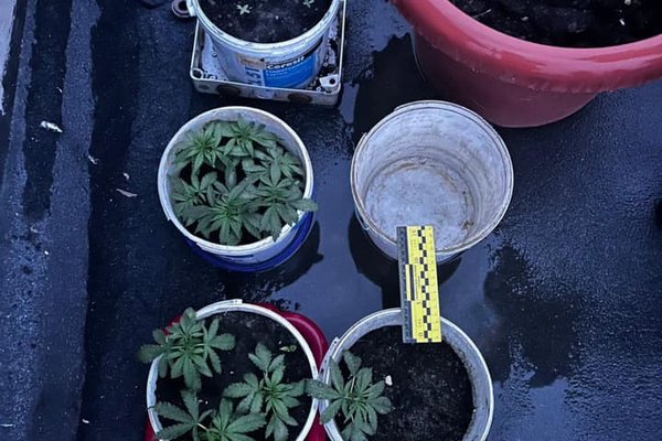 41-річний ужгородець на даху багатоповерхівки вирощував марихуану