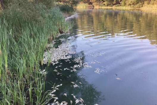 В Винницкой области экологическая катастрофа: в реке массовый мор рыбы-1200x800